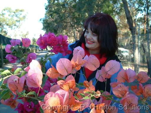 Bougainvillea Arborglen 